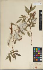 Foto von Salix laevigata Bebb